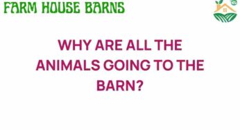 Why Are All the Animals Heading to the Barn? Unveiling the Mystery