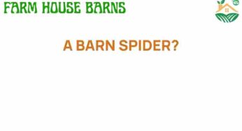 The Fascinating World of the Barn Spider: Nature’s Web Weavers