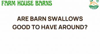 Are Barn Swallows Beneficial Guests for Your Property?