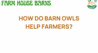 How Barn Owls Become Natural Allies for Farmers’ Fields