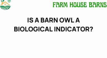 Is a Barn Owl a Biological Indicator of Ecosystem Health?