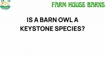 Is a Barn Owl a Keystone Species? Unveiling Nature’s Silent Guardian