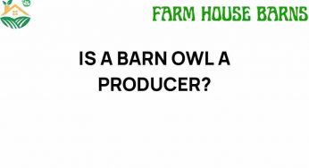 Is a Barn Owl a Producer? Unraveling the Food Chain Mystery