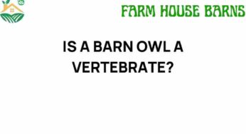 Is a Barn Owl a Vertebrate? Unraveling the Secrets of This Fascinating Creature