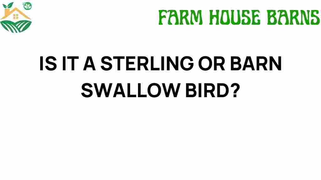 sterling-vs-barn-swallow-identification