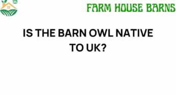 Unveiling the Mystique: Is the Barn Owl Native to the UK?