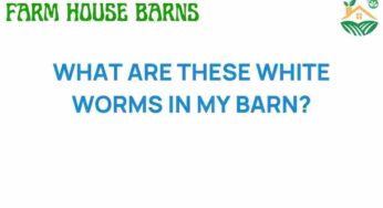 Unraveling the Mystery: What Are These White Worms in My Barn?