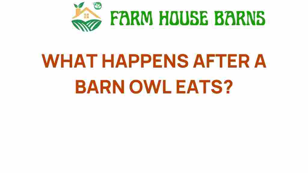 what-happens-after-a-barn-owl-eats