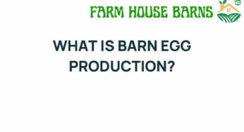 Discovering Barn Egg Production: A Sustainable Farming Revolution