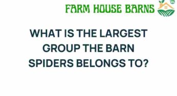 Unraveling the Mystery: What Is the Largest Group of Barn Spiders?