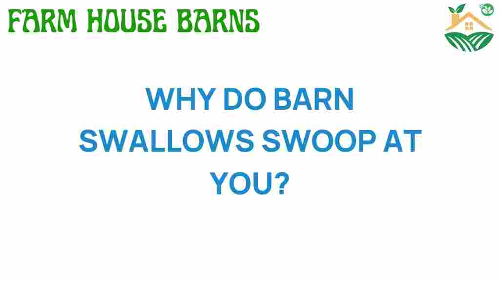 why-do-barn-swallows-swoop-at-you